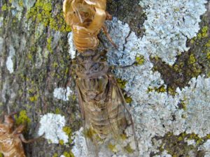 Adult cicada. Photographer: Jose Mora; Location: Costa Rica.