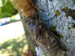 Adult cicada. Photographer: Jose Mora; Location: Costa Rica.
