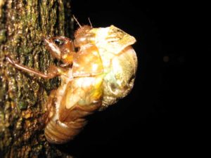 Molting cicada. Photographer: Jose Mora; Location: Costa Rica.