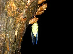 Molting cicada. Photographer: Jose Mora; Location: Costa Rica.