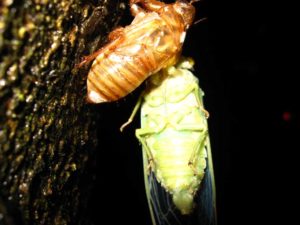Molting cicada. Photographer: Jose Mora; Location: Costa Rica.