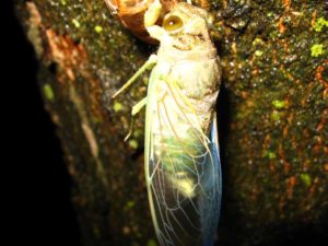 Molting cicada. Photographer: Jose Mora; Location: Costa Rica.