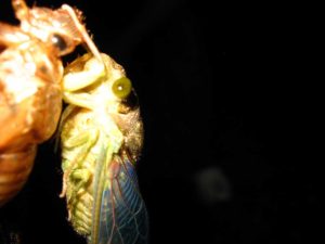 Molting cicada. Photographer: Jose Mora; Location: Costa Rica.