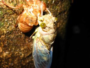 Molting cicada. Photographer: Jose Mora; Location: Costa Rica.