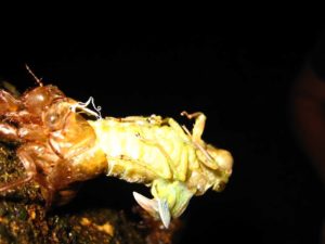 Molting cicada. Photographer: Jose Mora; Location: Costa Rica.