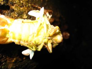 Molting cicada. Photographer: Jose Mora; Location: Costa Rica.