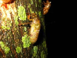 Nymph. Photographer: Jose Mora; Location: Costa Rica.