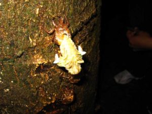 Molting cicada. Photographer: Jose Mora; Location: Costa Rica.