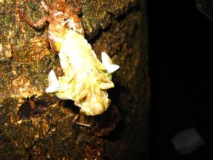 Molting cicada. Photographer: Jose Mora; Location: Costa Rica.
