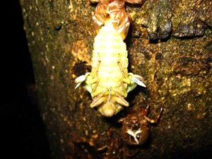 Molting cicada. Photographer: Jose Mora; Location: Costa Rica.