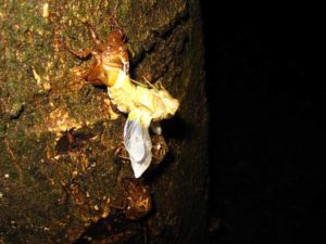 Molting cicada. Photographer: Jose Mora; Location: Costa Rica.