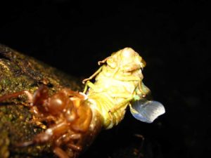 Molting cicada. Photographer: Jose Mora; Location: Costa Rica.