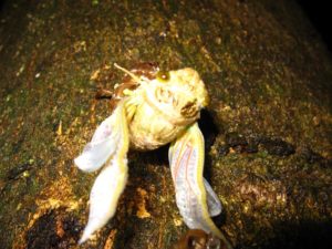 Molting cicada. Photographer: Jose Mora; Location: Costa Rica.