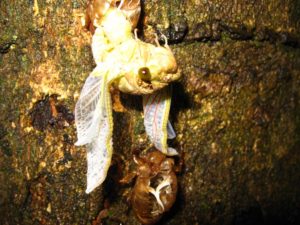 Molting cicada. Photographer: Jose Mora; Location: Costa Rica.