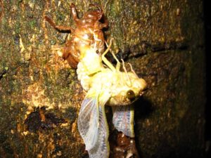 Molting cicada. Photographer: Jose Mora; Location: Costa Rica.