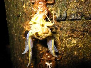 Molting cicada. Photographer: Jose Mora; Location: Costa Rica.