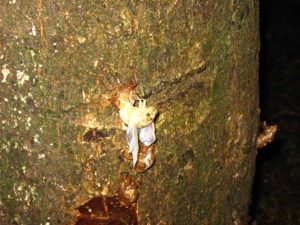 Molting cicada. Photographer: Jose Mora; Location: Costa Rica.