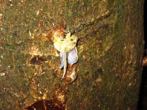 Molting cicada. Photographer: Jose Mora; Location: Costa Rica.