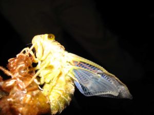 Molting cicada. Photographer: Jose Mora; Location: Costa Rica.