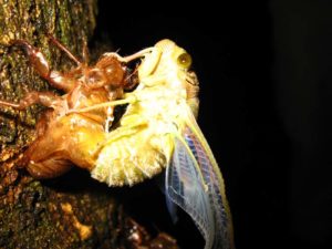 Molting cicada. Photographer: Jose Mora; Location: Costa Rica.