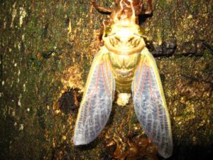 Molting cicada. Photographer: Jose Mora; Location: Costa Rica.