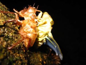Molting cicada. Photographer: Jose Mora; Location: Costa Rica.