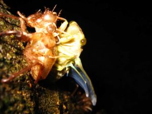 Molting cicada. Photographer: Jose Mora; Location: Costa Rica.