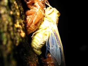 Molting cicada. Photographer: Jose Mora; Location: Costa Rica.