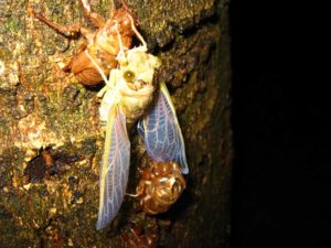 Molting cicada. Photographer: Jose Mora; Location: Costa Rica.