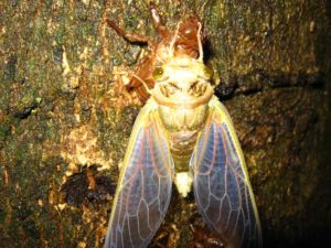 Molting cicada. Photographer: Jose Mora; Location: Costa Rica.