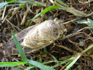 Adult cicada. Photographer: Jose Mora; Location: Costa Rica.
