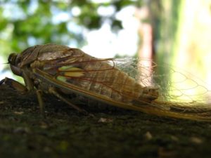 Adult cicada. Photographer: Jose Mora; Location: Costa Rica.