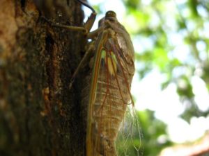 Adult cicada. Photographer: Jose Mora; Location: Costa Rica.