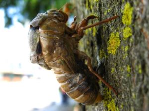 Molting cicada. Photographer: Jose Mora; Location: Costa Rica.