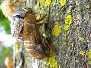 Molting cicada. Photographer: Jose Mora; Location: Costa Rica.