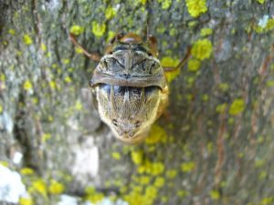 Molting cicada. Photographer: Jose Mora; Location: Costa Rica.