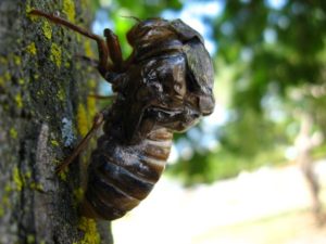 Molting cicada. Photographer: Jose Mora; Location: Costa Rica.
