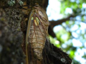 Adult cicada. Photographer: Jose Mora; Location: Costa Rica.