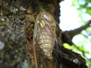 Adult cicada. Photographer: Jose Mora; Location: Costa Rica.