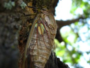Adult cicada. Photographer: Jose Mora; Location: Costa Rica.