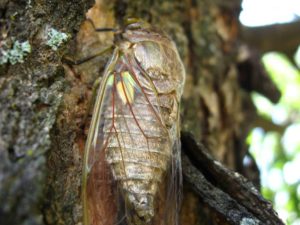 Adult cicada. Photographer: Jose Mora; Location: Costa Rica.