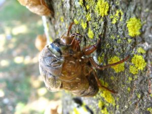 Molting cicada. Photographer: Jose Mora; Location: Costa Rica.