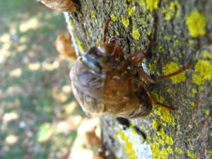 Molting cicada. Photographer: Jose Mora; Location: Costa Rica.