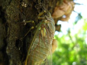 Adult cicada. Photographer: Jose Mora; Location: Costa Rica.
