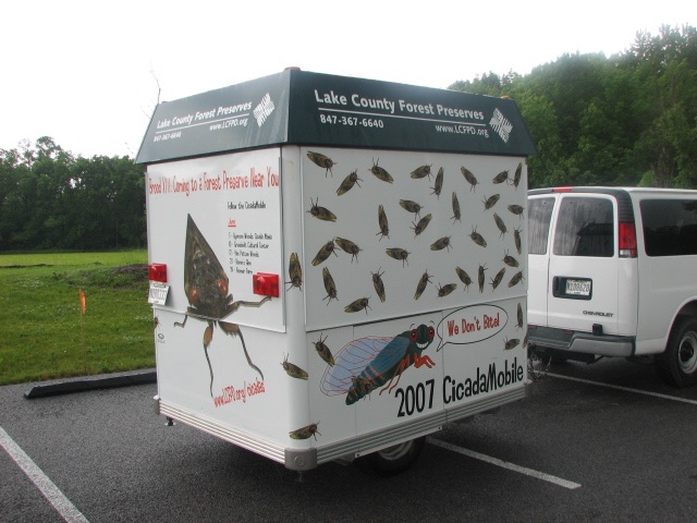 Cicada Mobile. Lake County Forest Preserve outside of Chicago. Brood XIII. 2007.