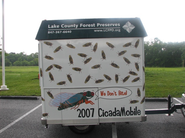 Cicada Mobile. Lake County Forest Preserve outside of Chicago. Brood XIII. 2007.