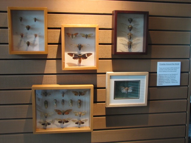 Cicada specimens. Lake County Forest Preserve outside of Chicago. Brood XIII. 2007.