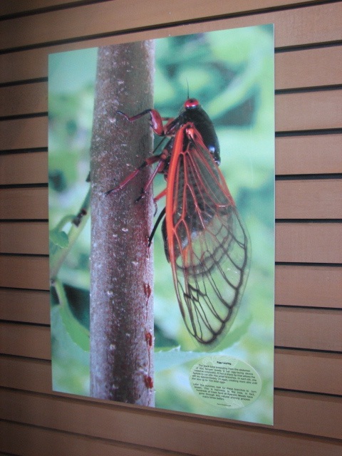 Cicada photo. Lake County Forest Preserve outside of Chicago. Brood XIII. 2007.