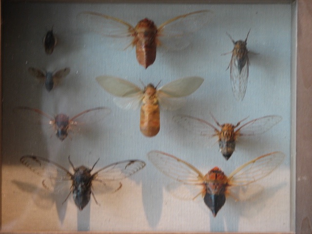 Cicadas of Australia. Lake County Forest Preserve outside of Chicago. Brood XIII. 2007.