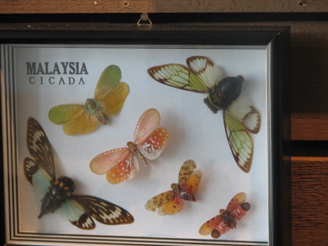 Cicadas. Lake County Forest Preserve outside of Chicago. Brood XIII. 2007.